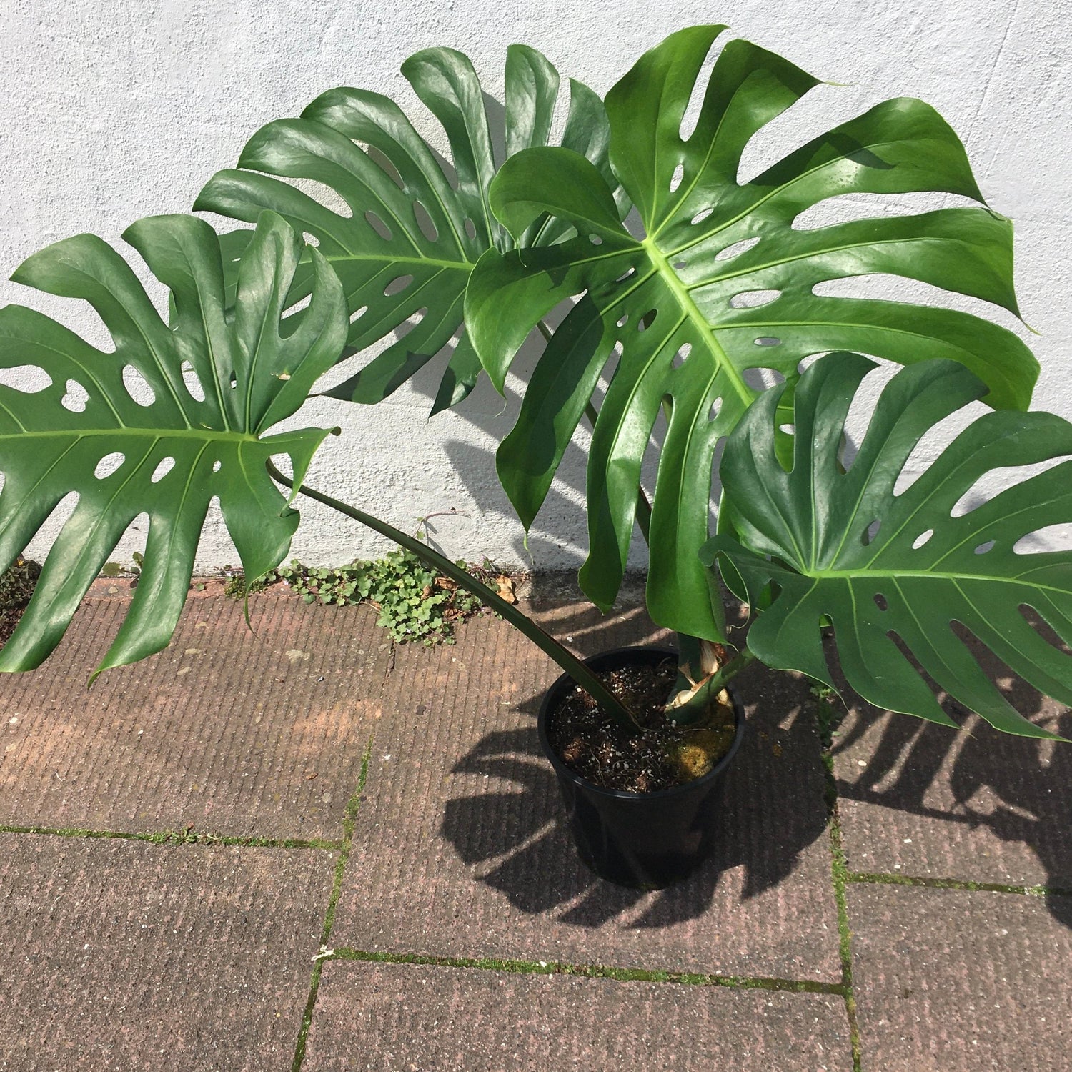 Monstera deliciosa &