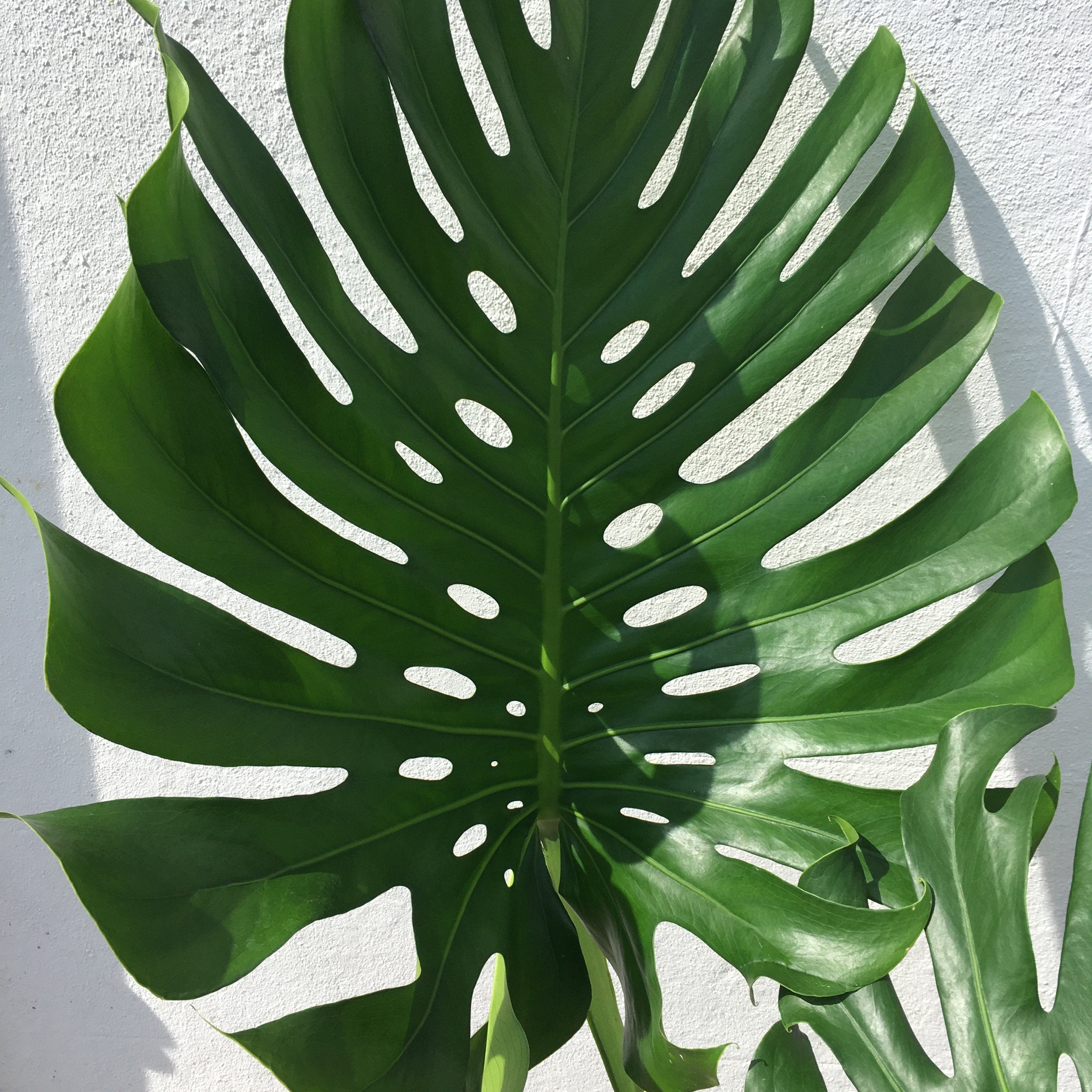 Monstera deliciosa &