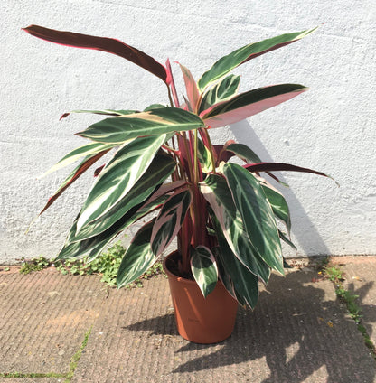 Stromanthe sanguinea &