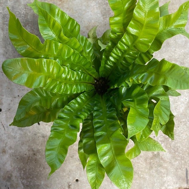 Asplenium nidus &