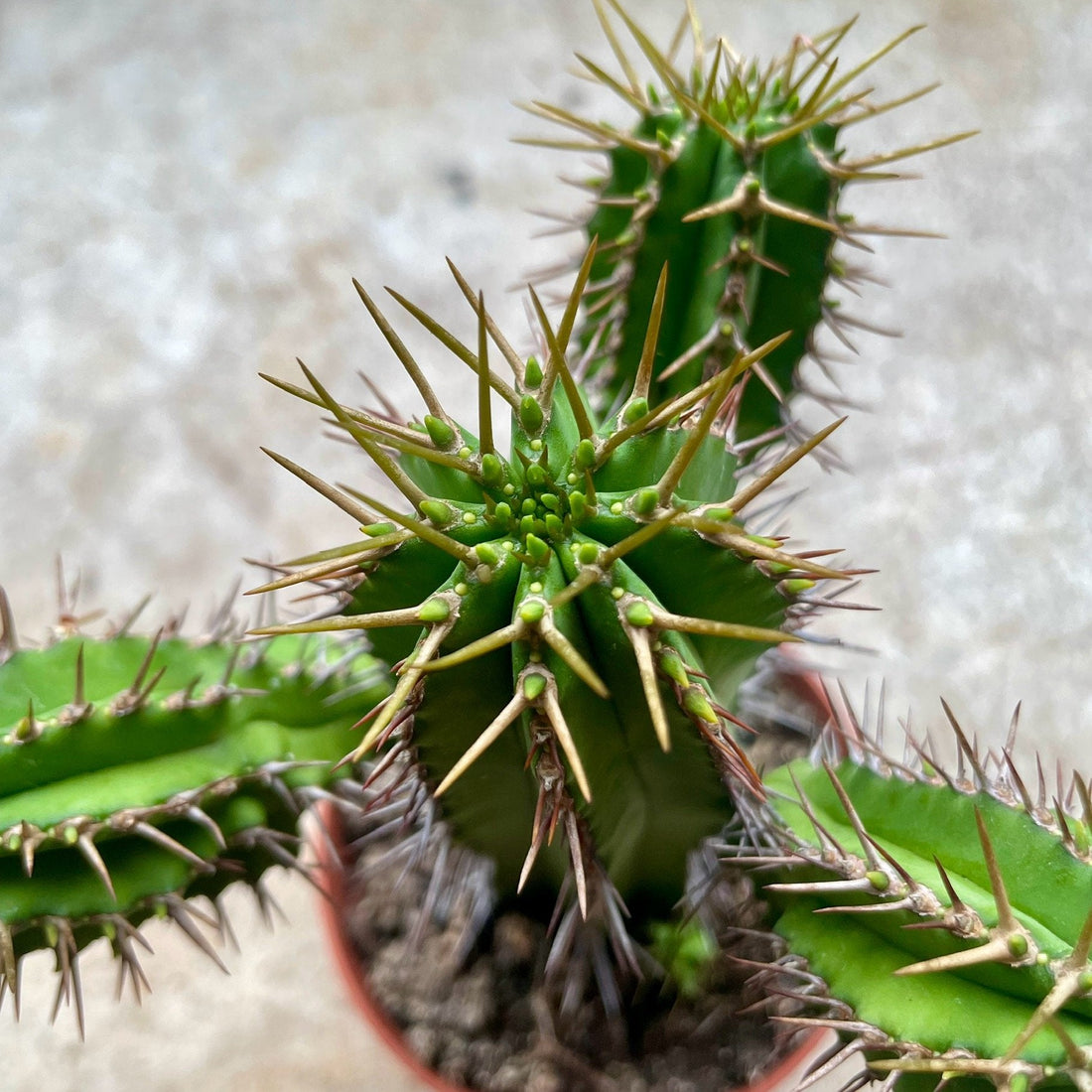 Euphorbia fruticosa (Spurge)