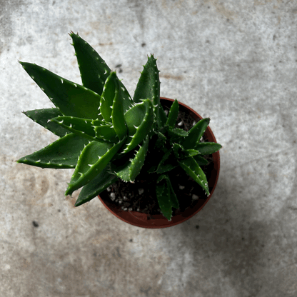 Aloe perfoliata syn. Aloe mitriformis (Mitre aloe/ Succulent aloe)