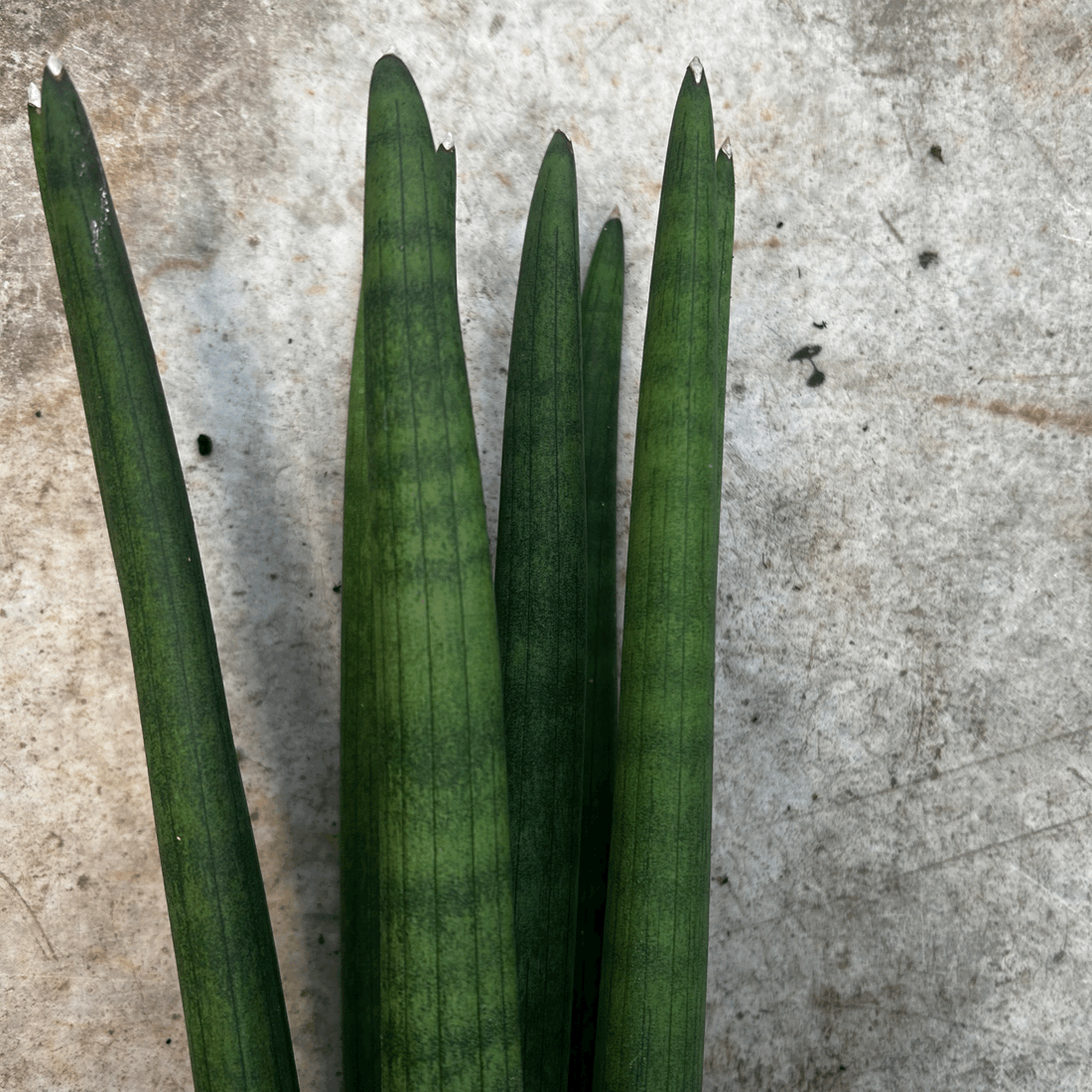 Sanseveria cylindrica &