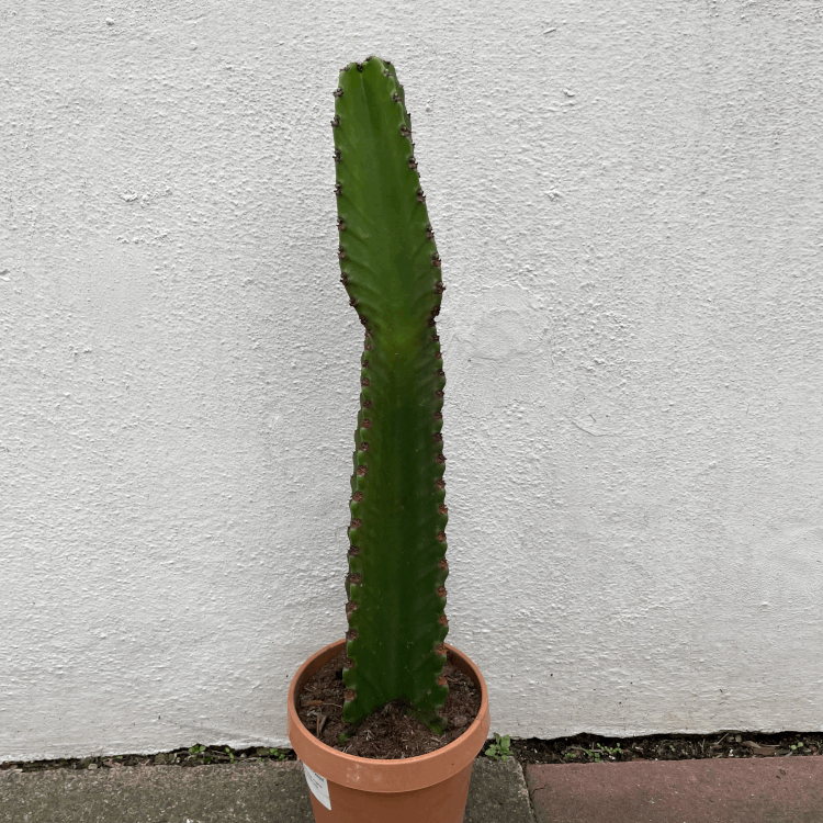 Euphorbia ingens (large desert/cowboy style cactus)