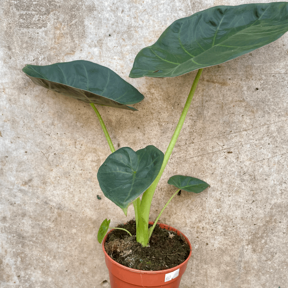 Alocasia &