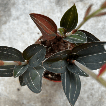 Ludisia discolor (Jewel Orchid)