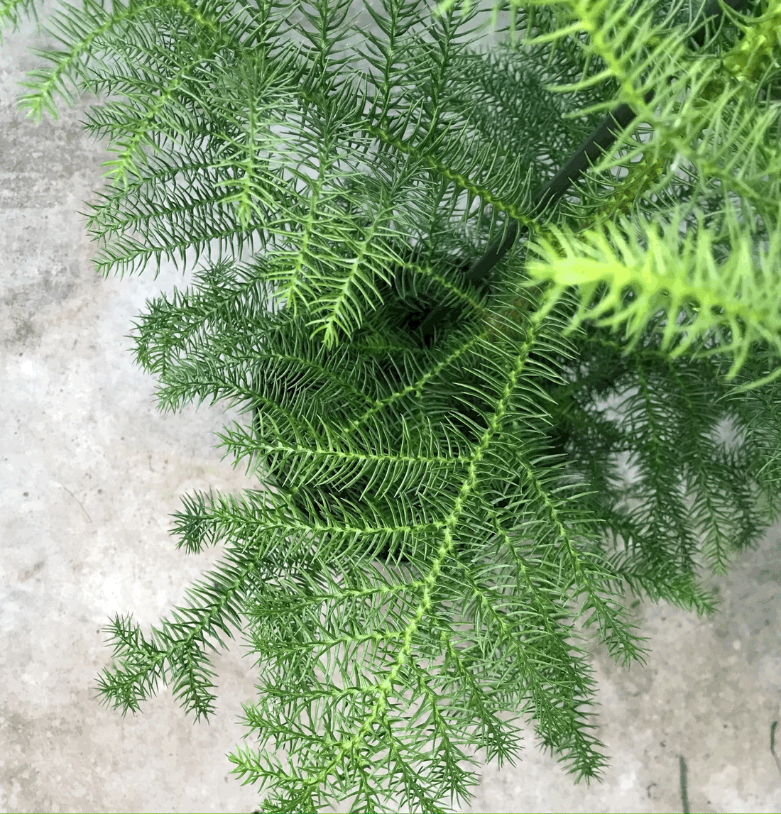 Araucaria heterophylla (Norfolk Island pine) Various sizes