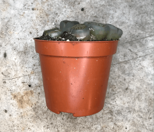 Lithops varieties (Living Stones)