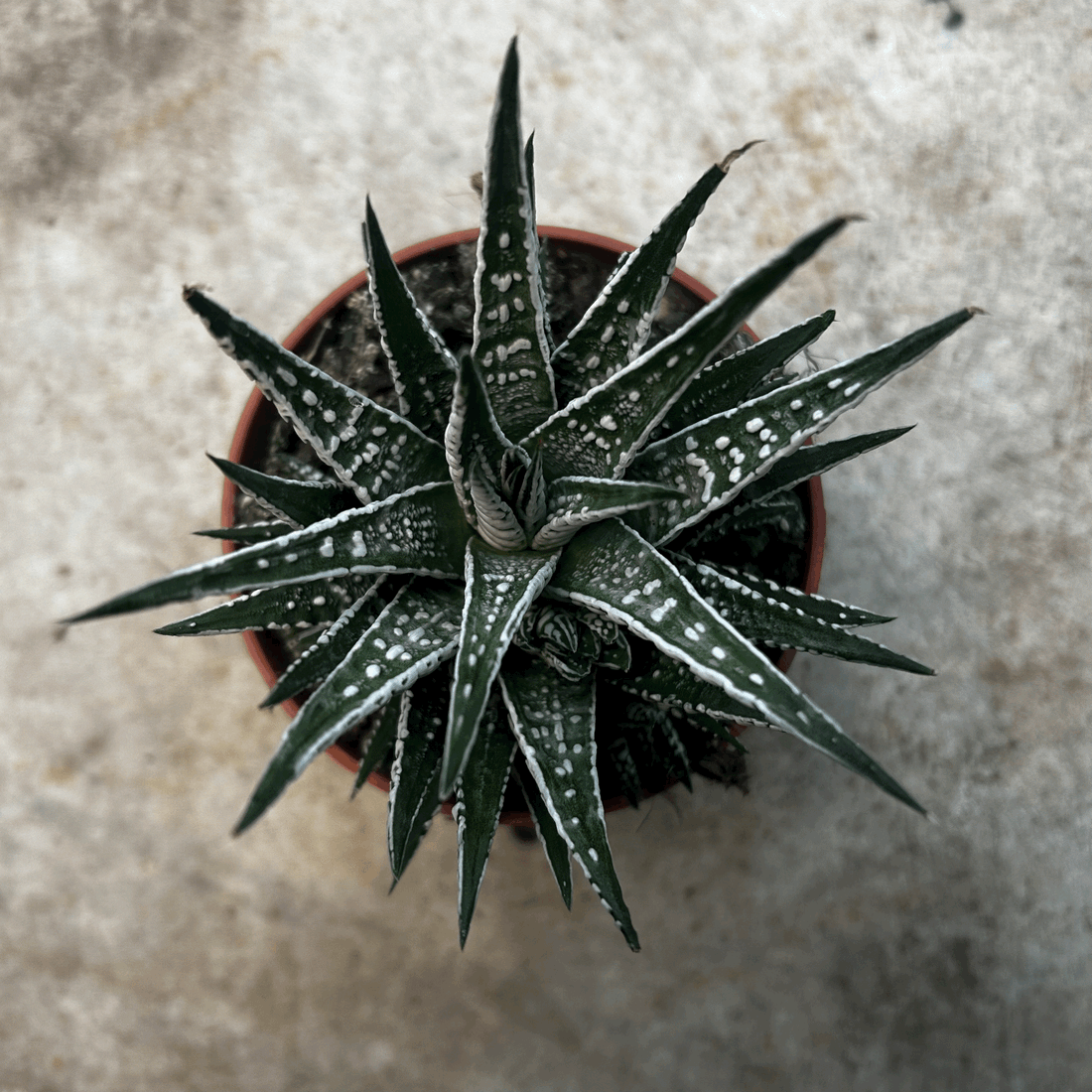 Haworthia Fasciala &