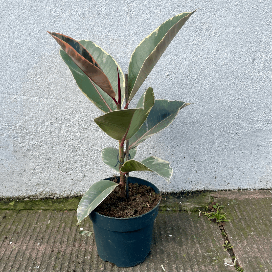 Ficus elastica (Rubber Plant) -3 varieties available