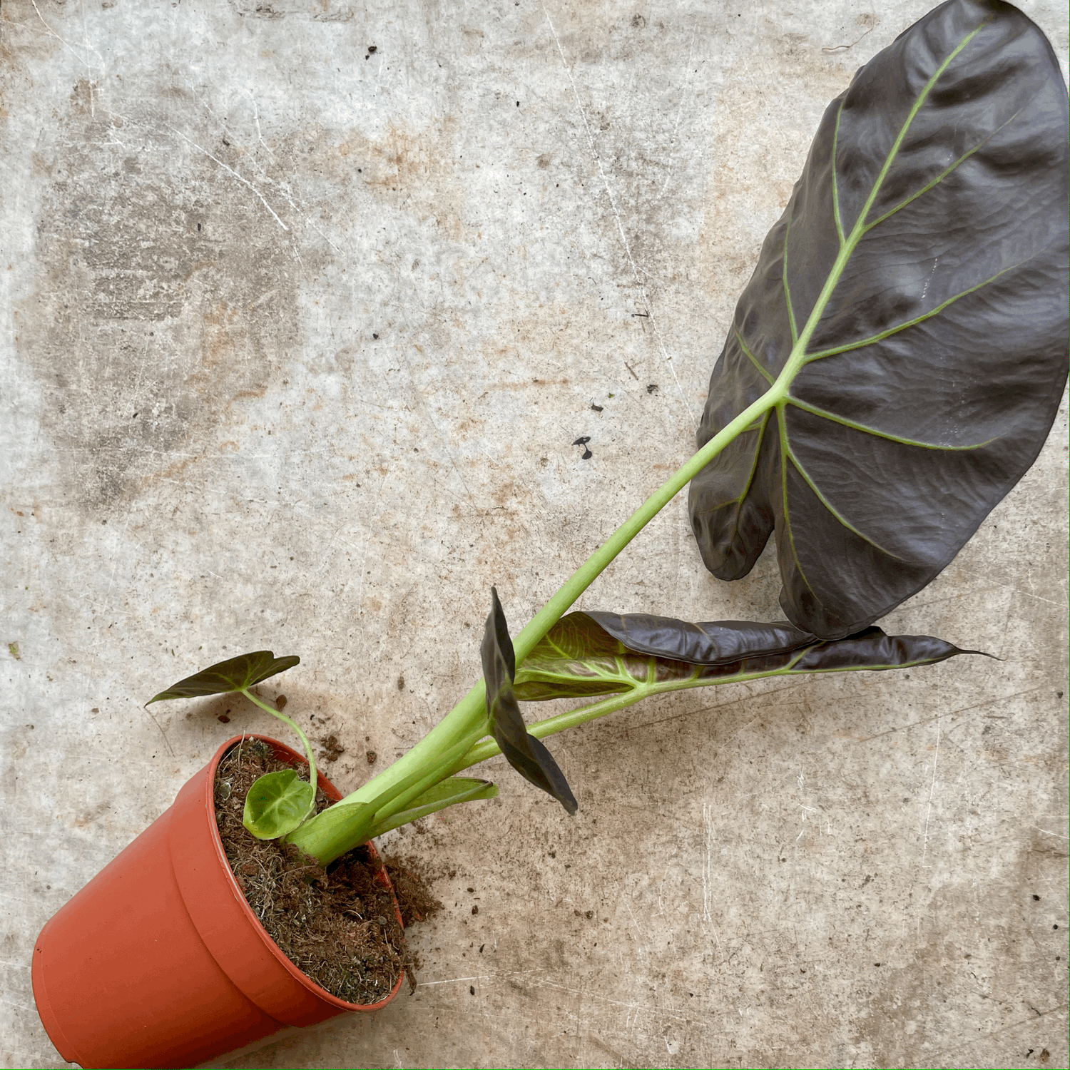 Alocasia &