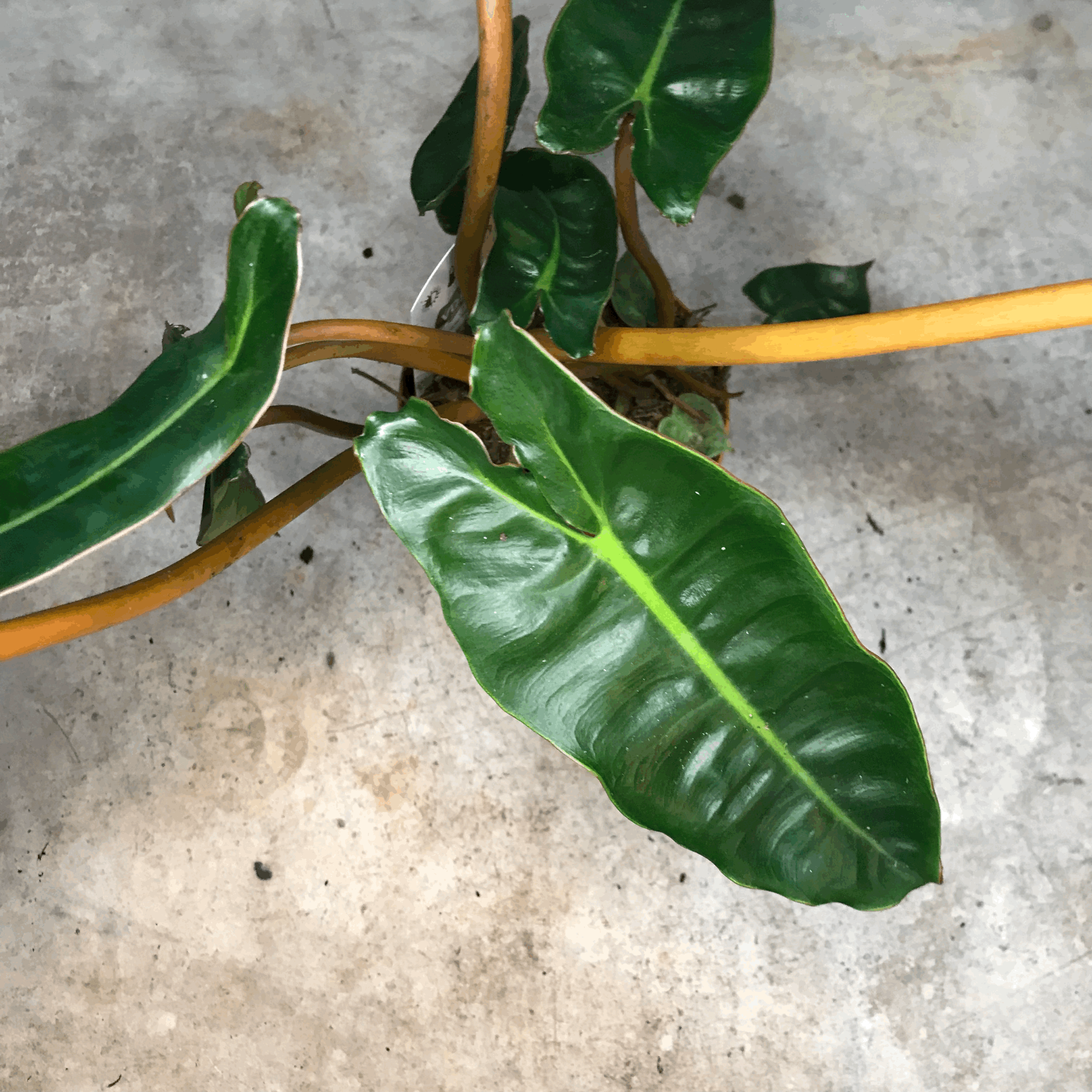 Philodendron billetiae &