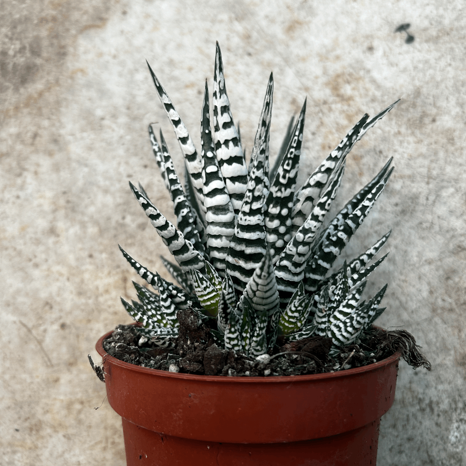 Haworthia Fasciala &