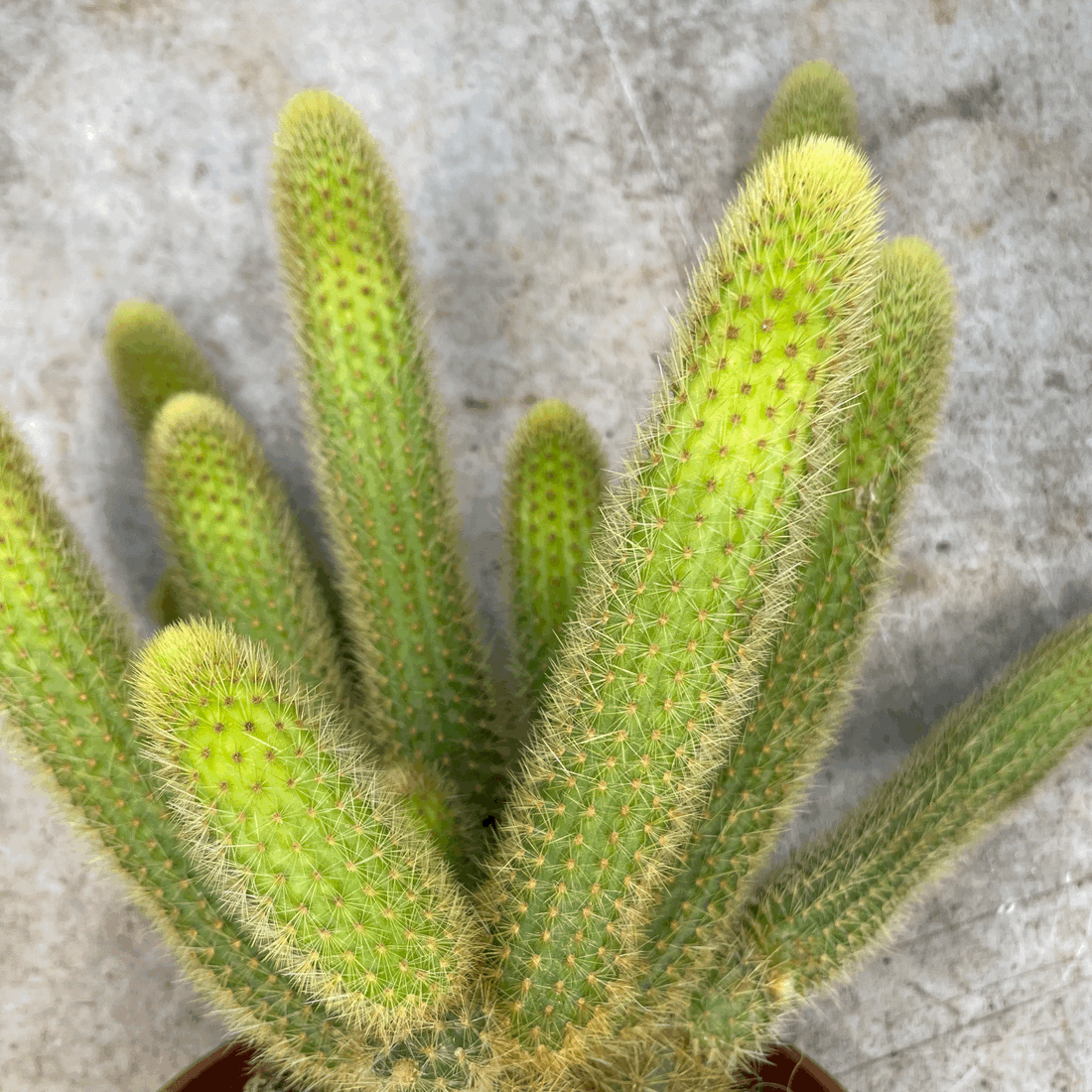 Cleistocactus winteri syn. Hildewintera aureispina (Golden Rat tail cactus)