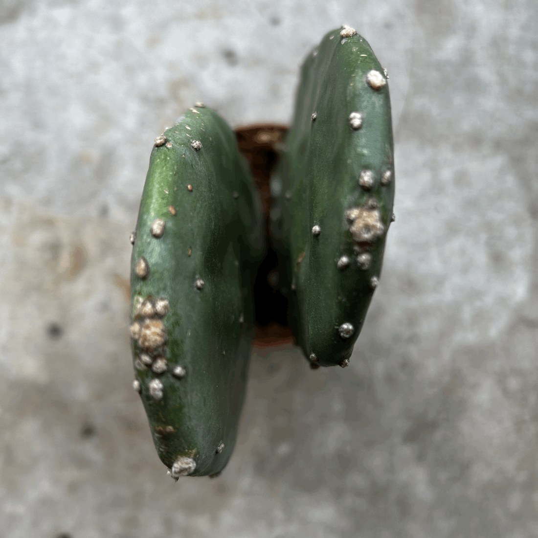 Opuntia cochenillifera (Prickly pear)