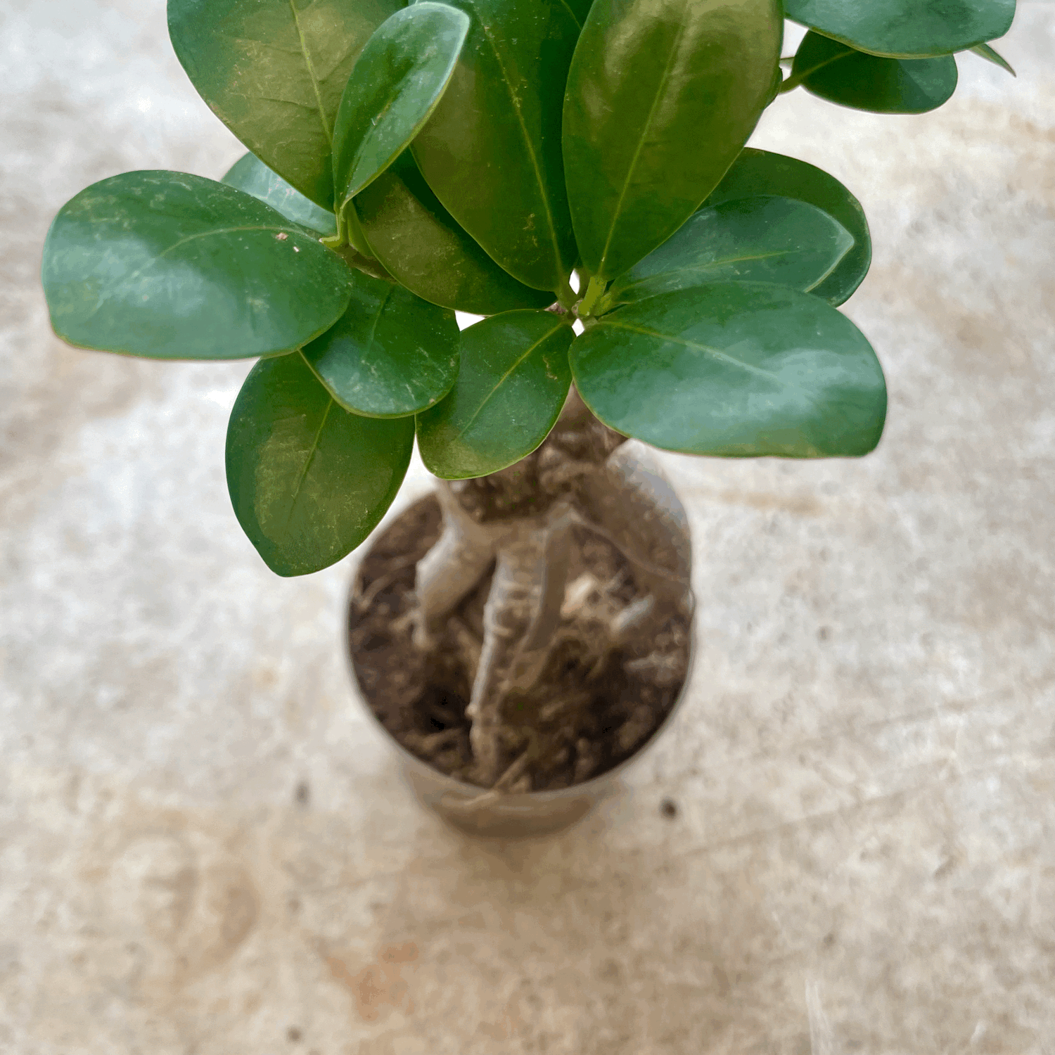 Ficus Microcarpa &