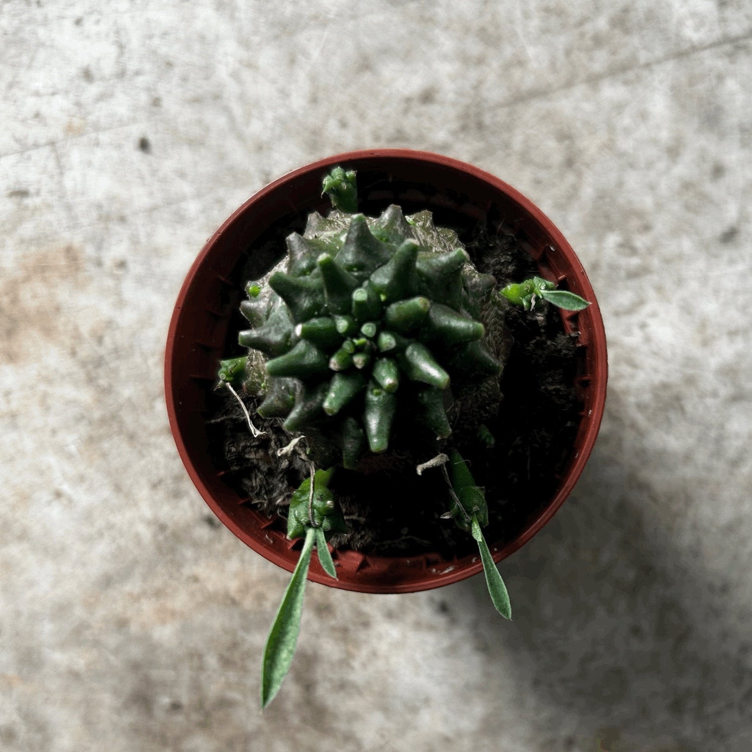 Pachypodium lamerei (Madagascar palm/ Succulent tree)