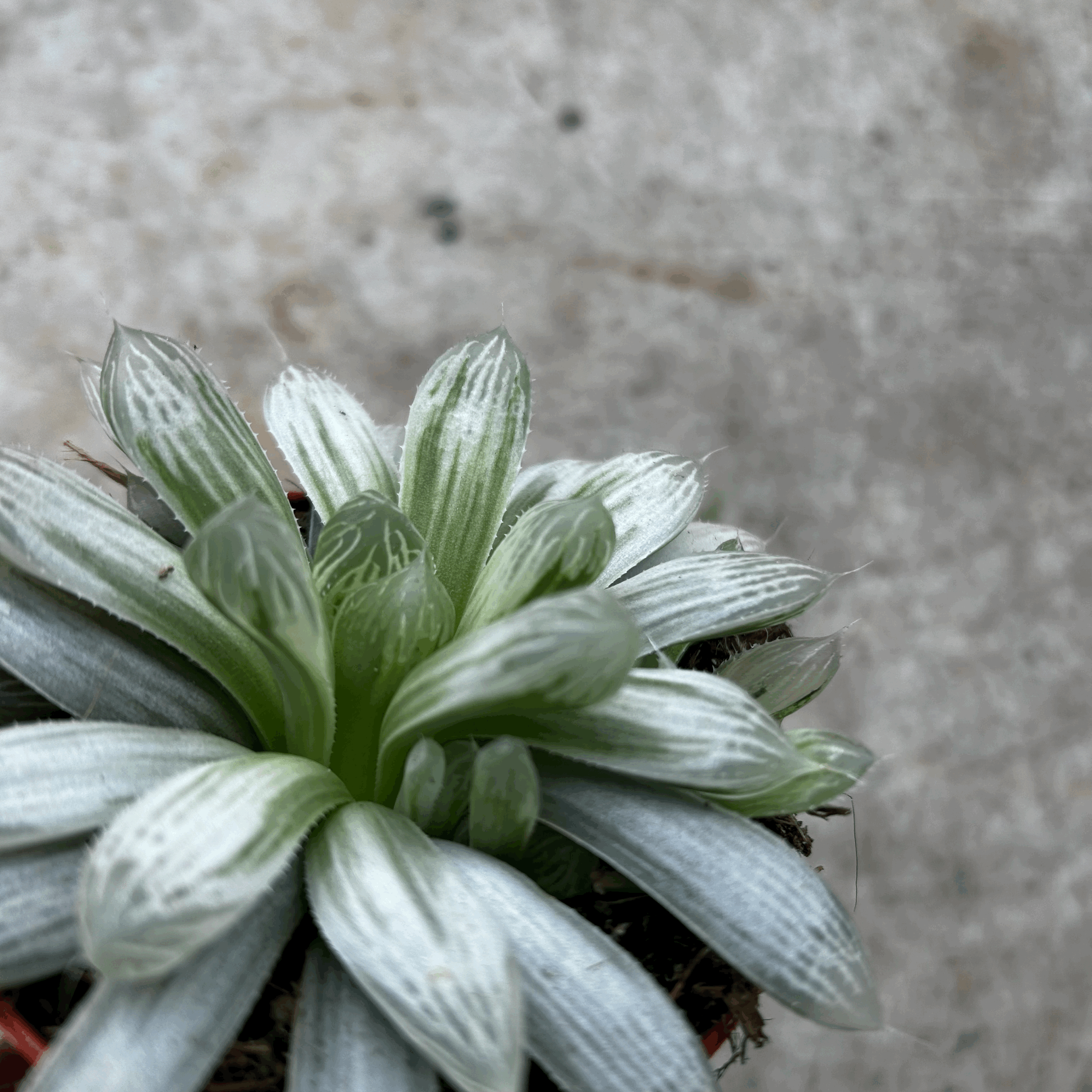 Haworthia cymbiformis &