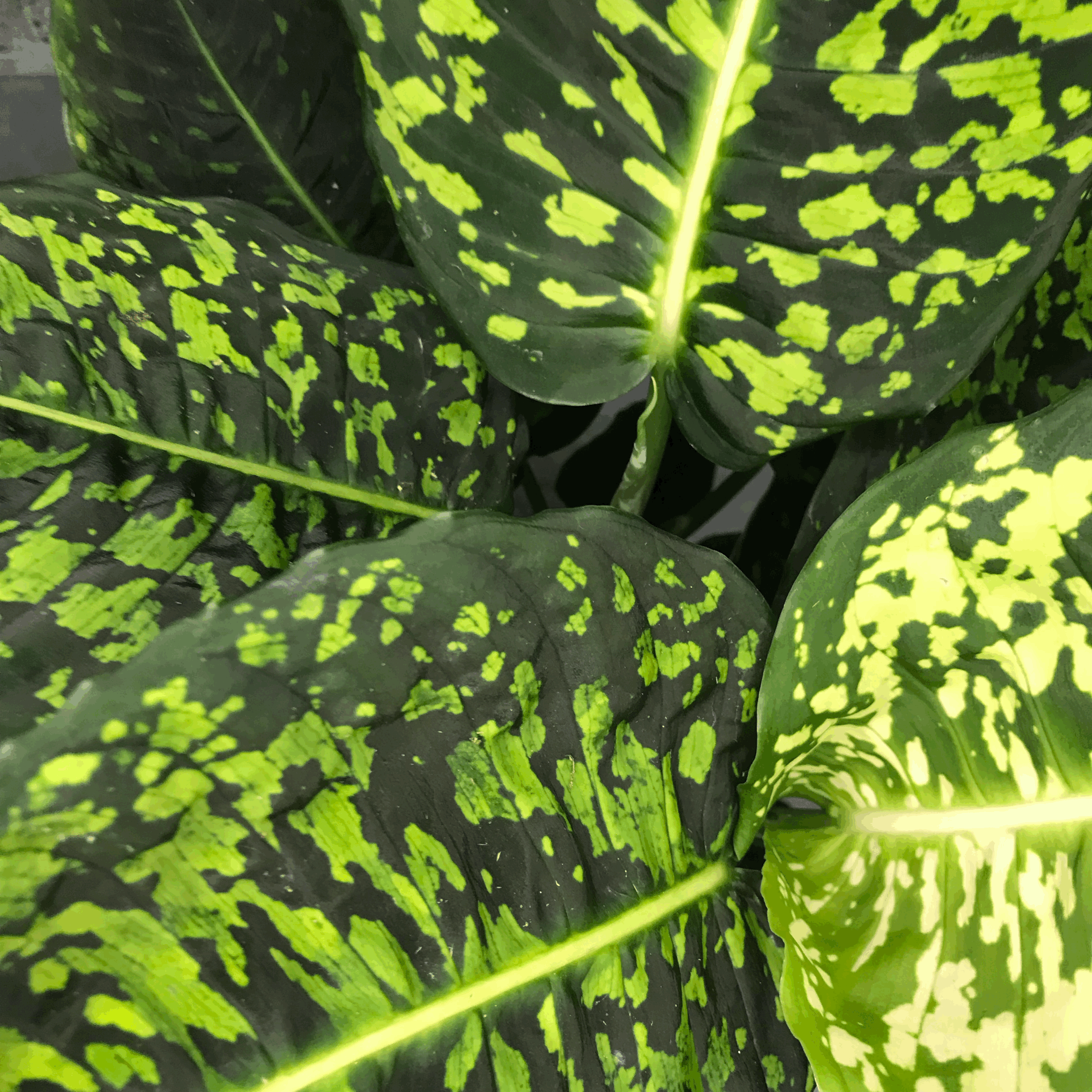 Dieffenbachia &