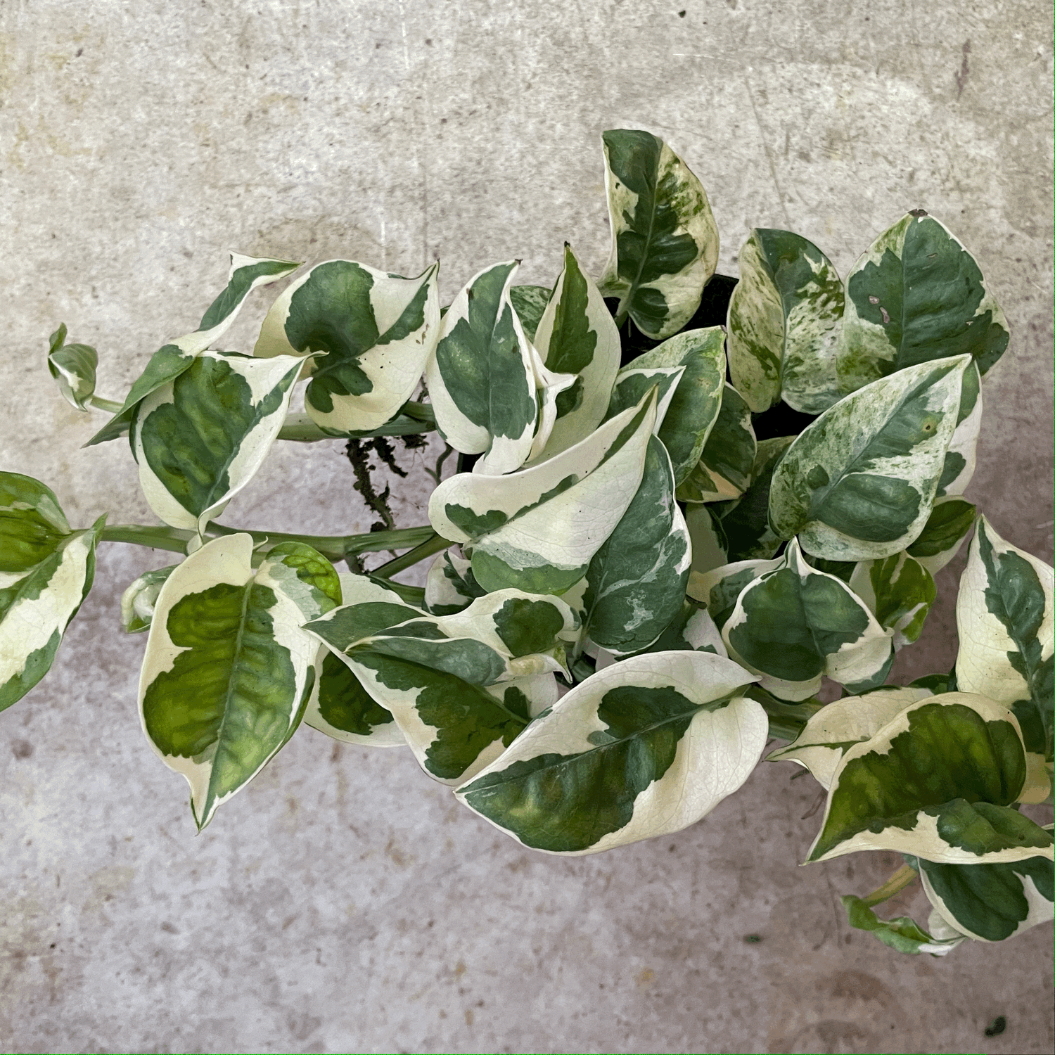 Epipremnum aureum &