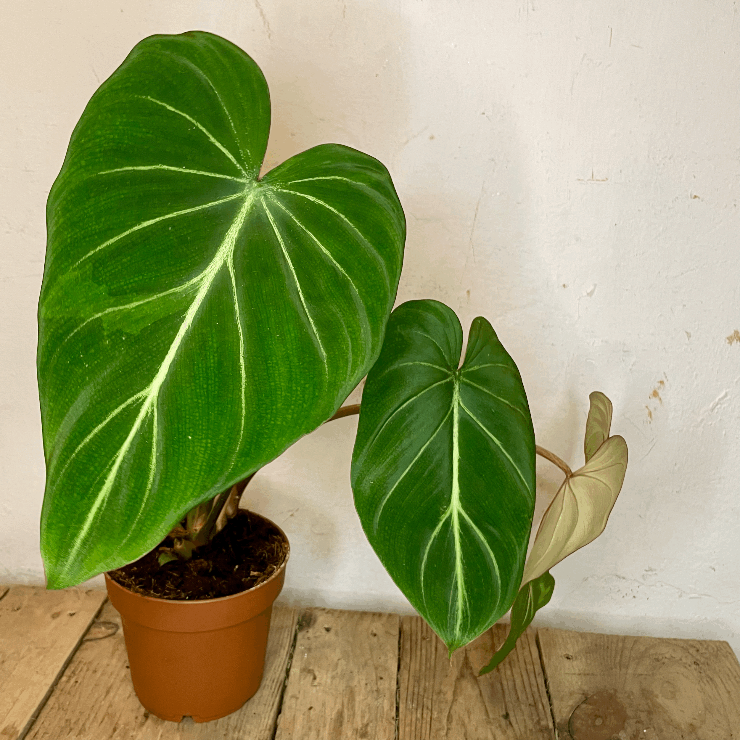 Philodendron gloriosum (Velvet philodendron/ Creeper plant)