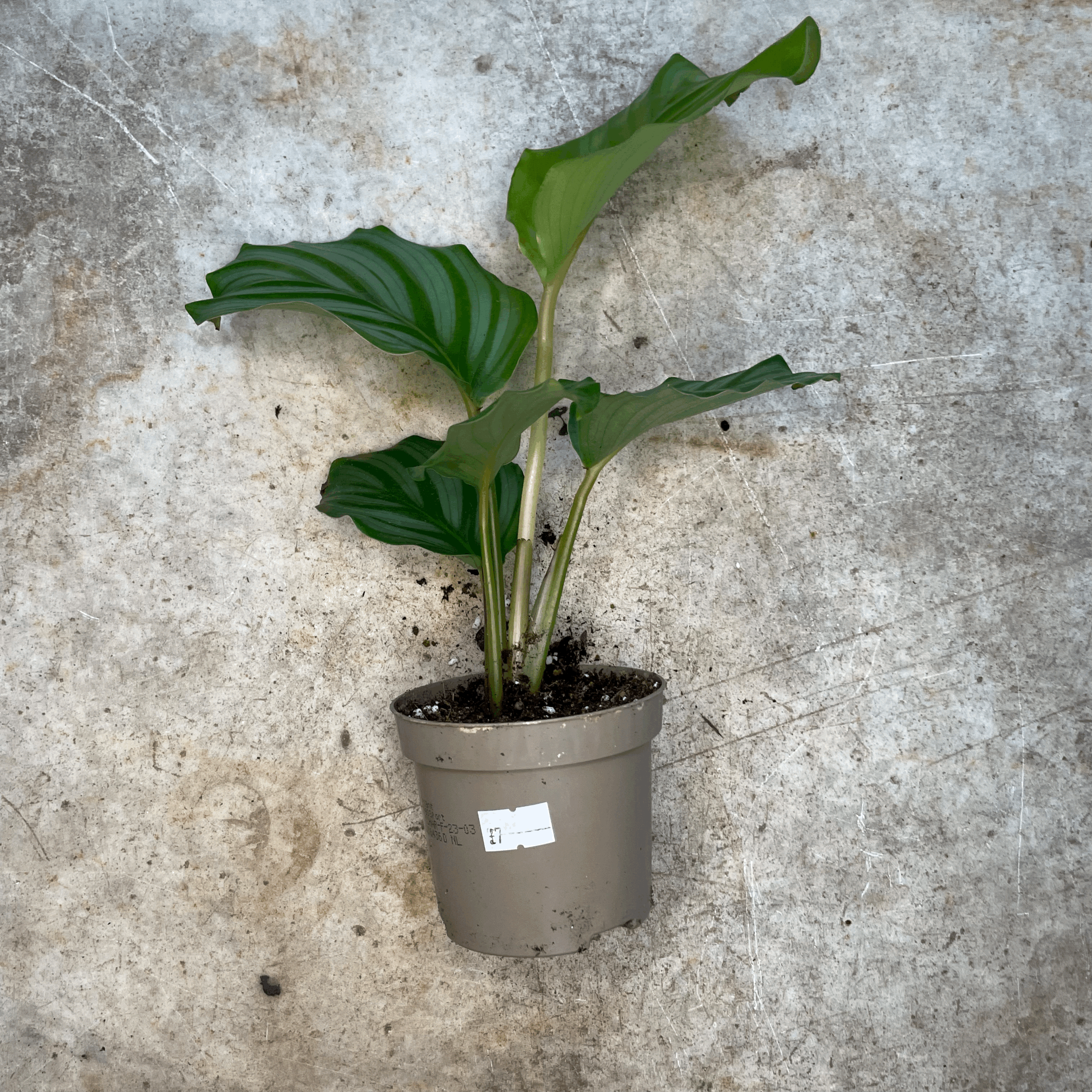 Goeppertia orbifolia syn. Calathea orbifolia (Prayer Plant)