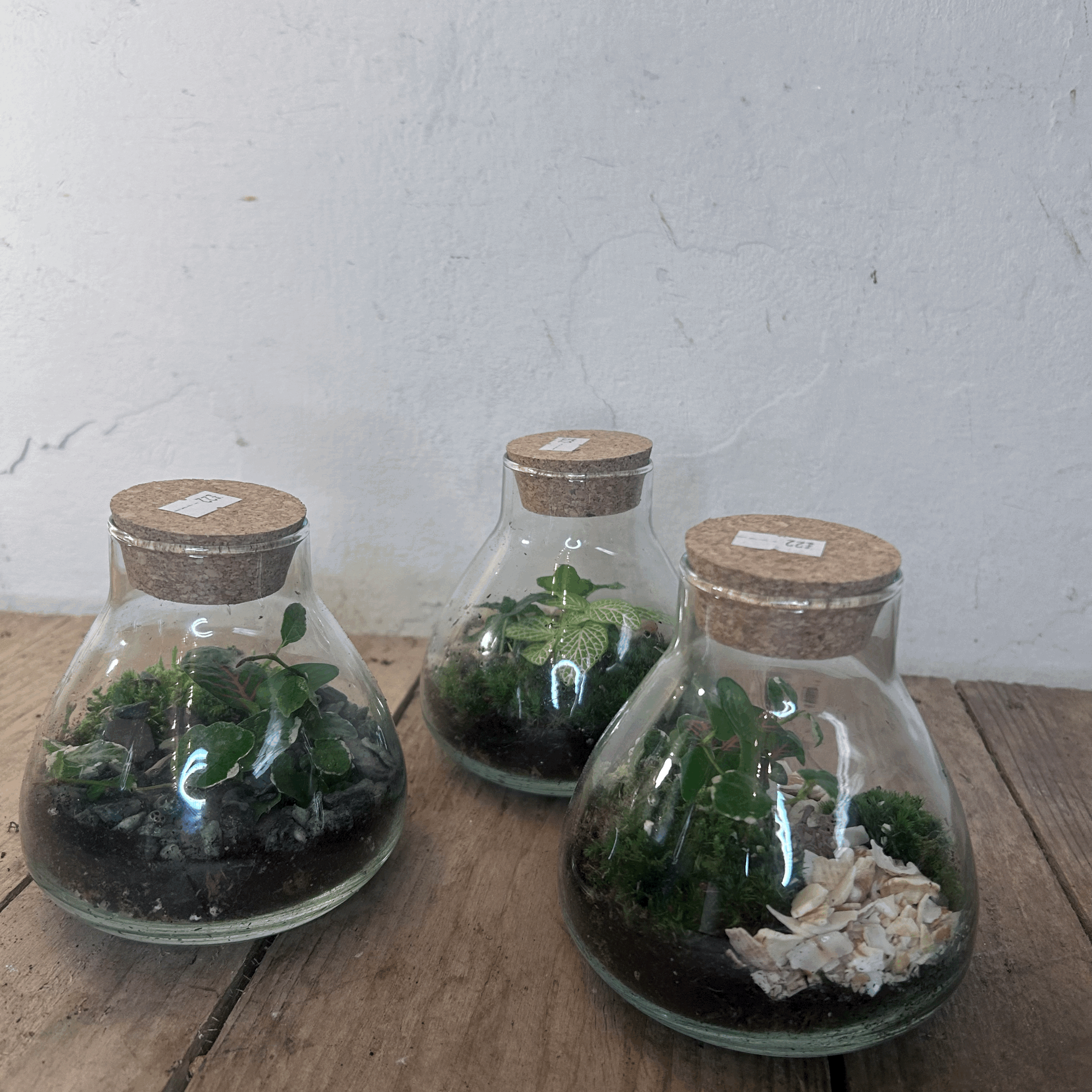 Small Conical Flask Closed Terrarium