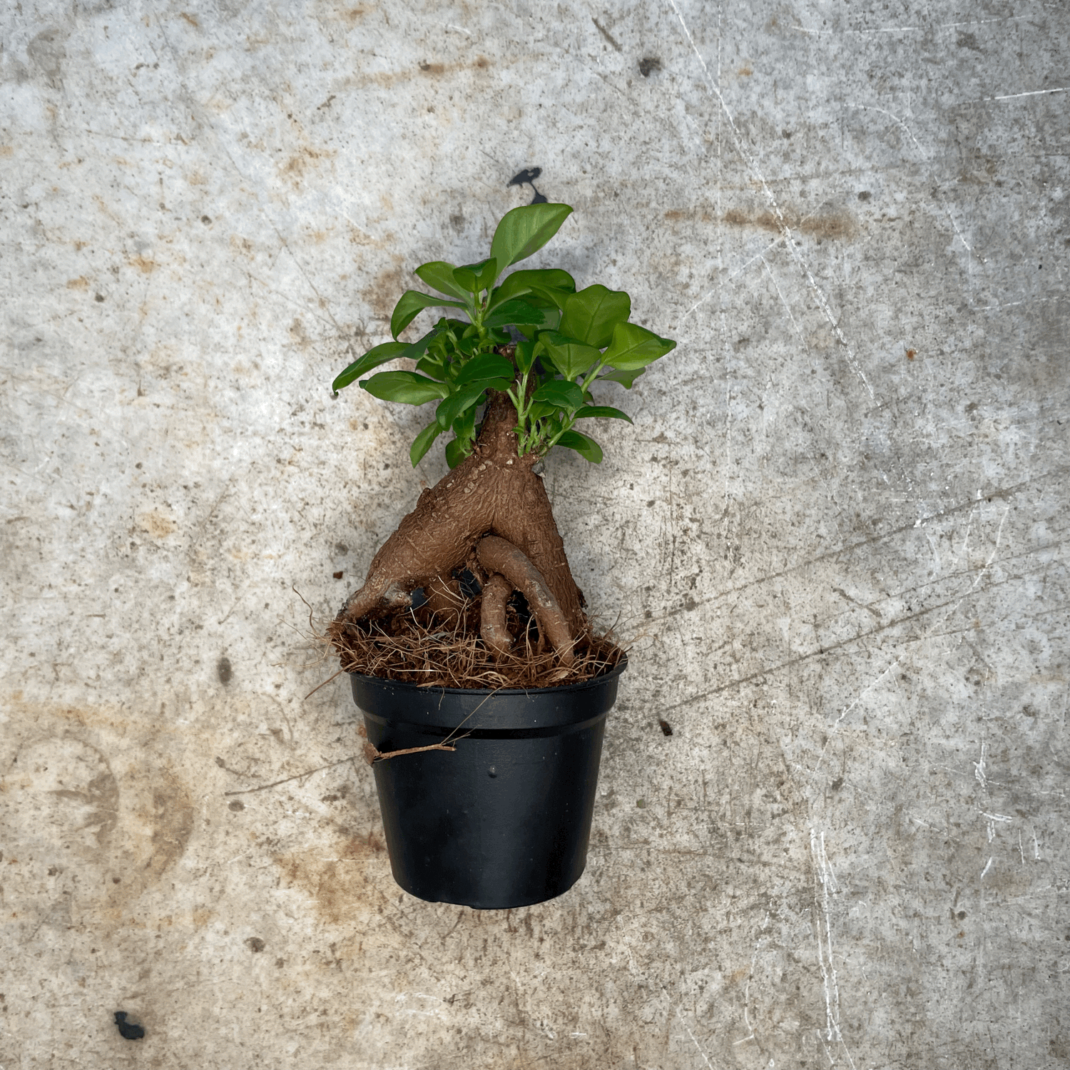 Ficus Microcarpa &