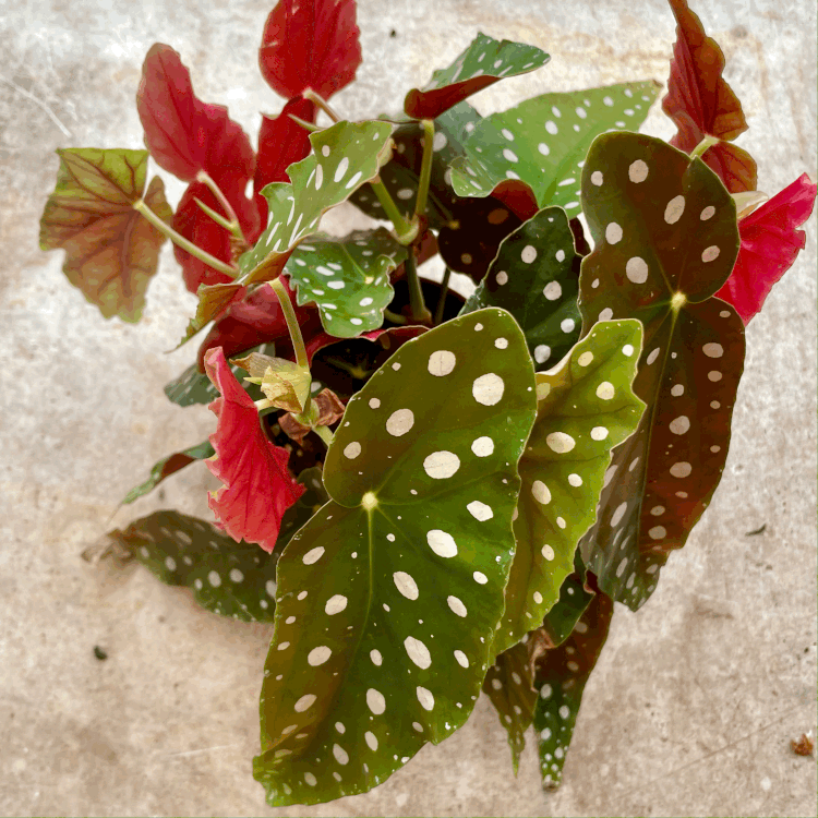 Begonia maculata &