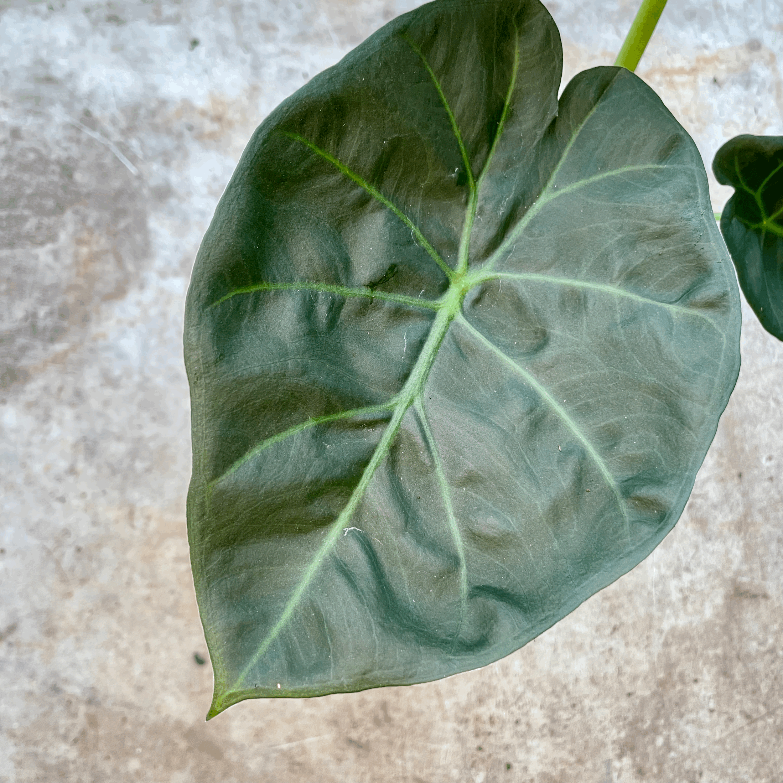 Alocasia &