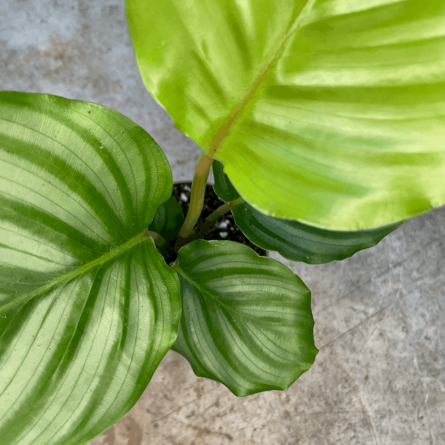 Goeppertia orbifolia syn. Calathea orbifolia (Prayer Plant)