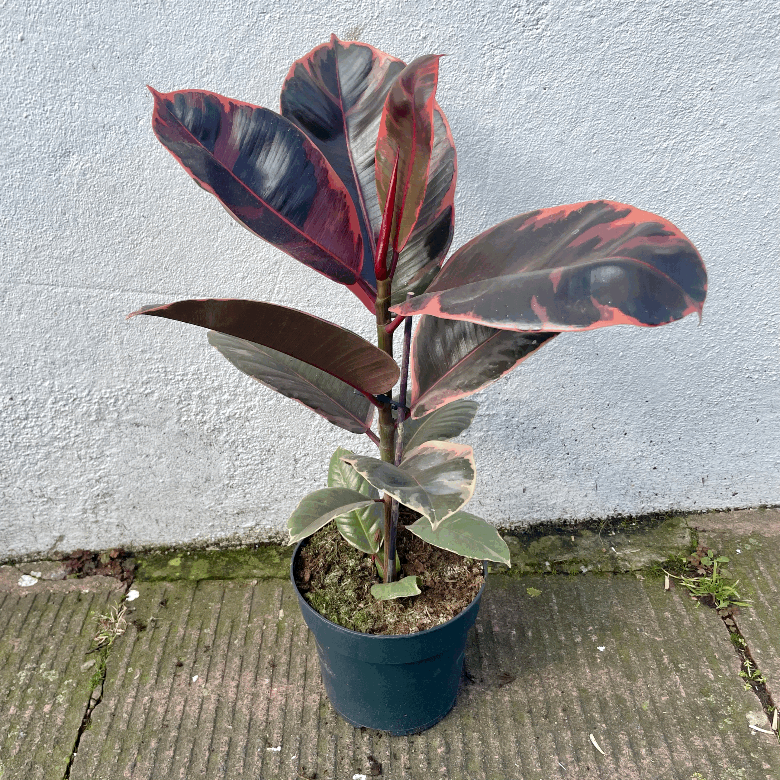 Ficus elastica (Rubber Plant) -4 varieties available