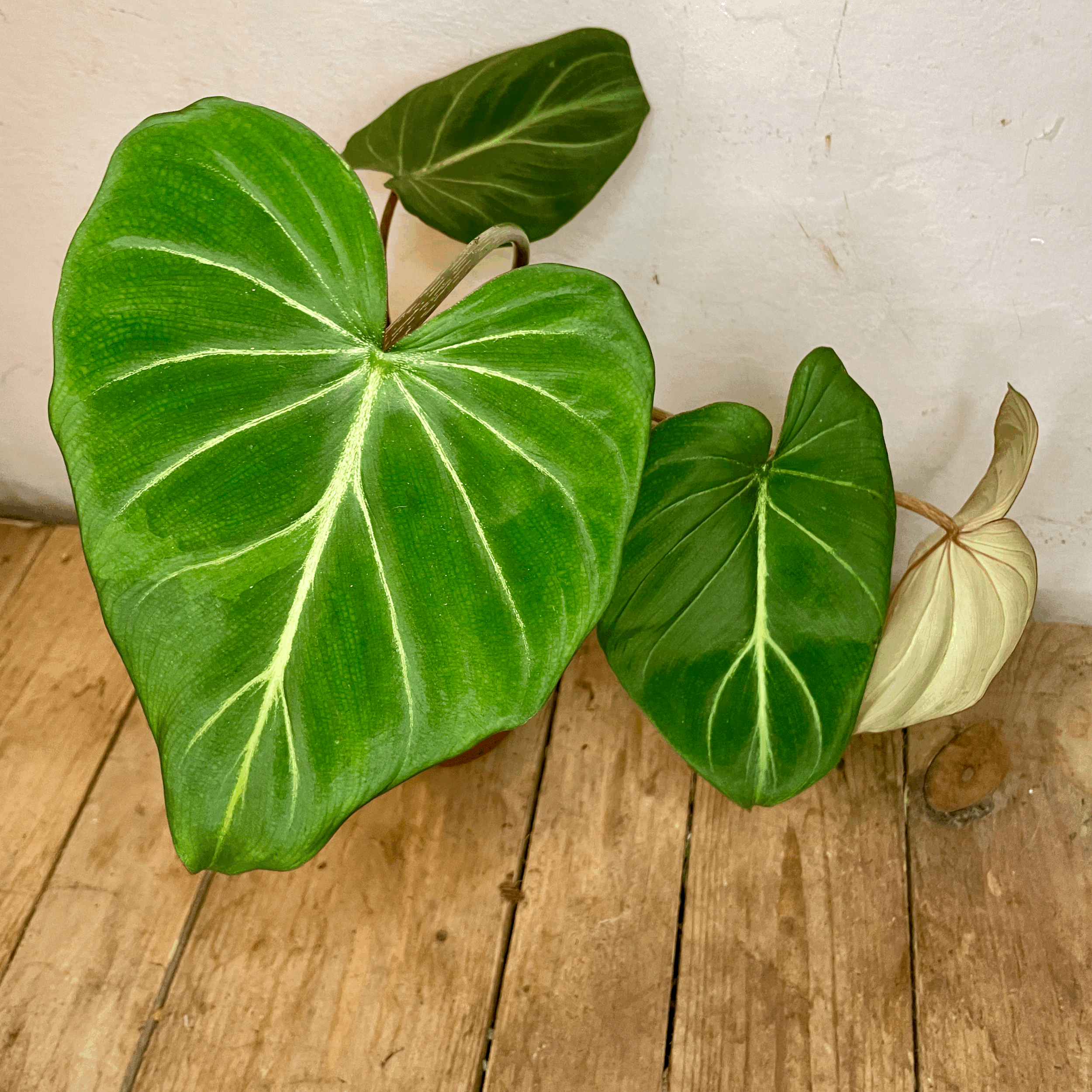 Philodendron gloriosum (Velvet philodendron/ Creeper plant)