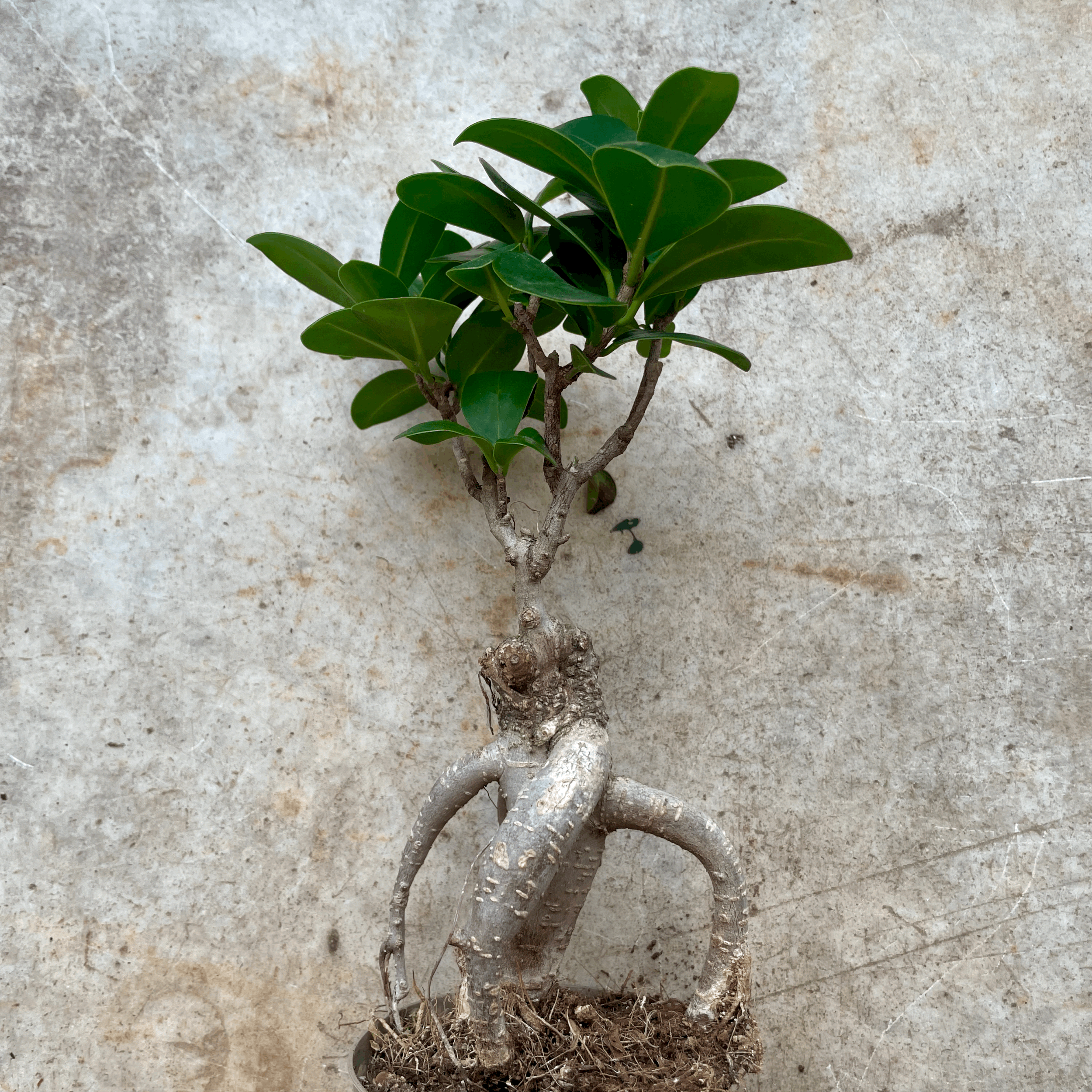 Ficus Microcarpa &