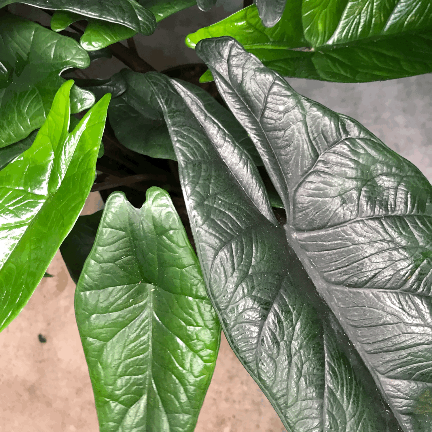 Alocasia scalprum (Elephant Ear)