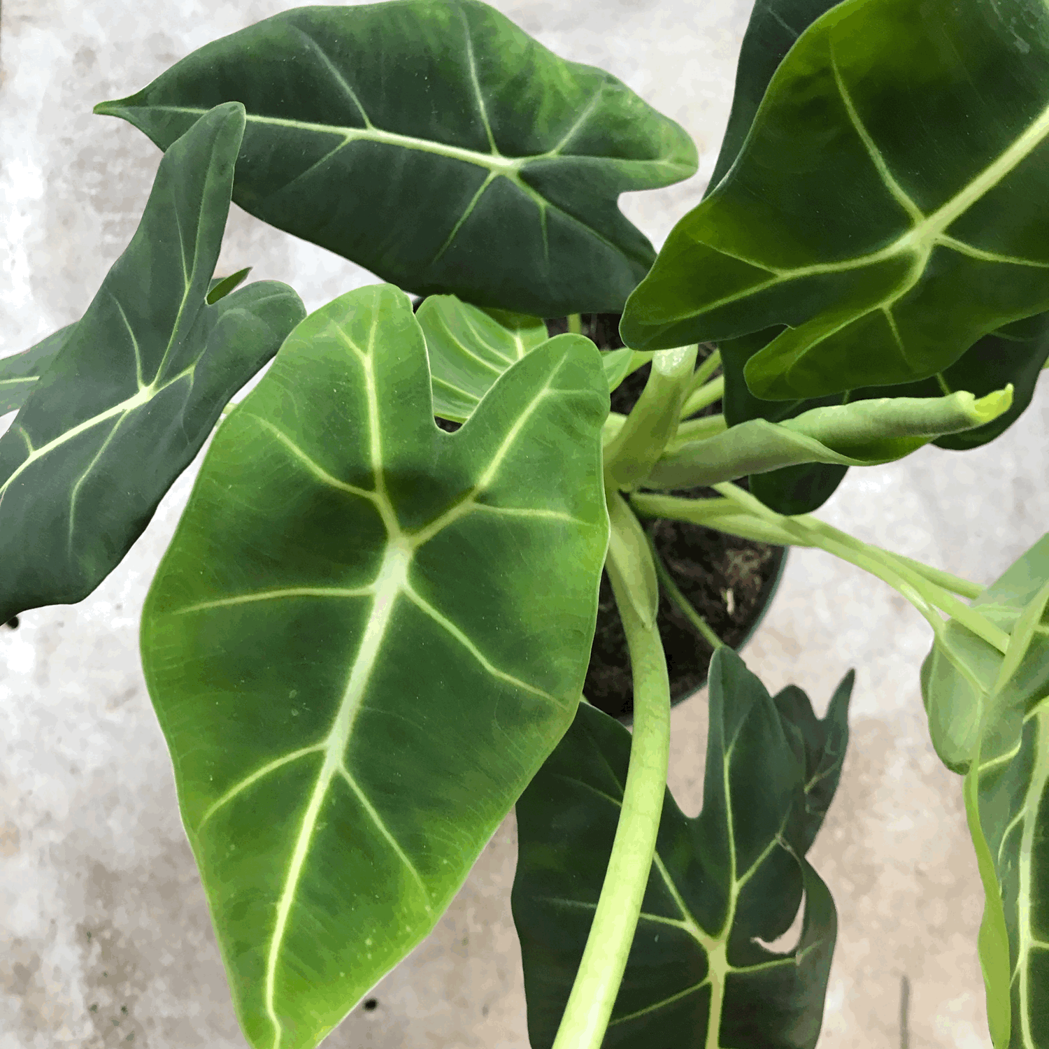 Alocasia micholitziana &