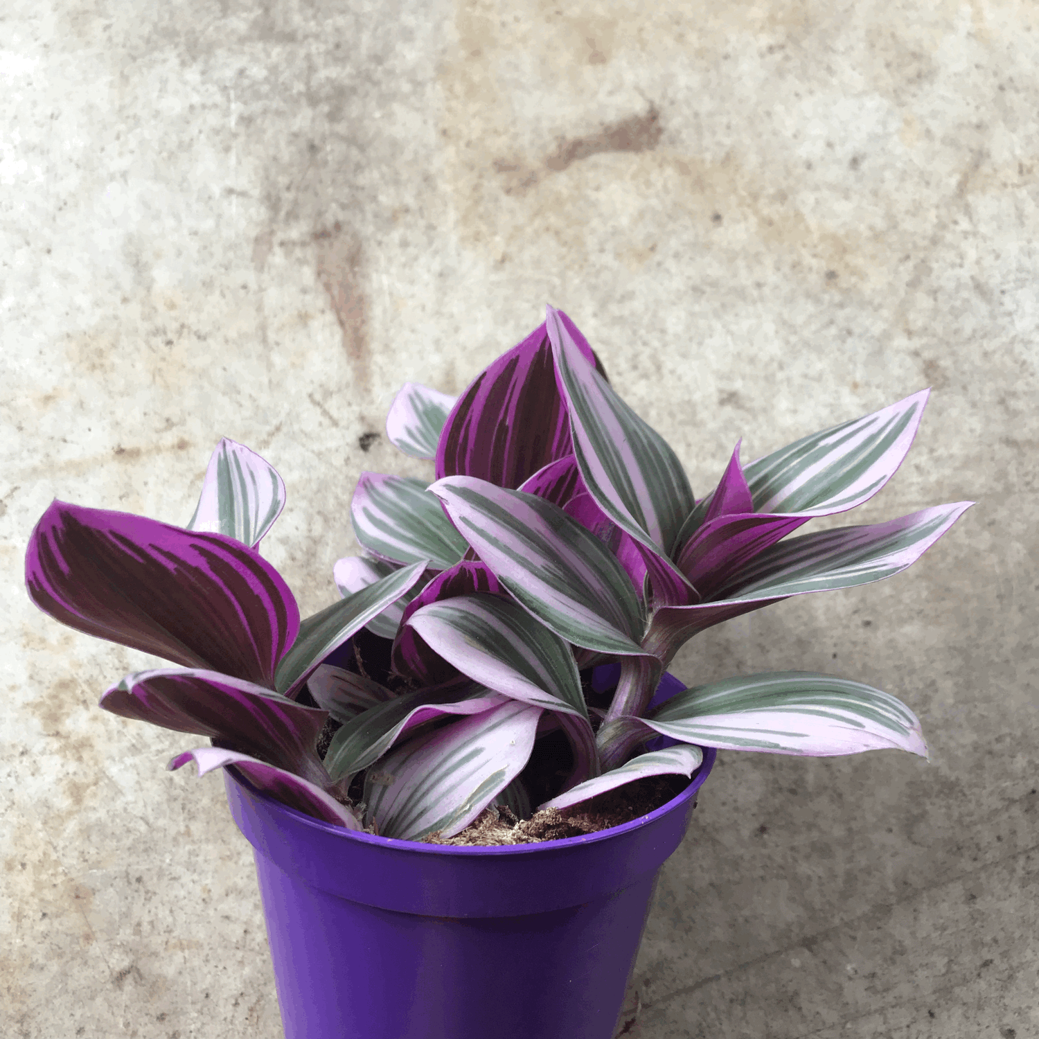 Tradescantia &