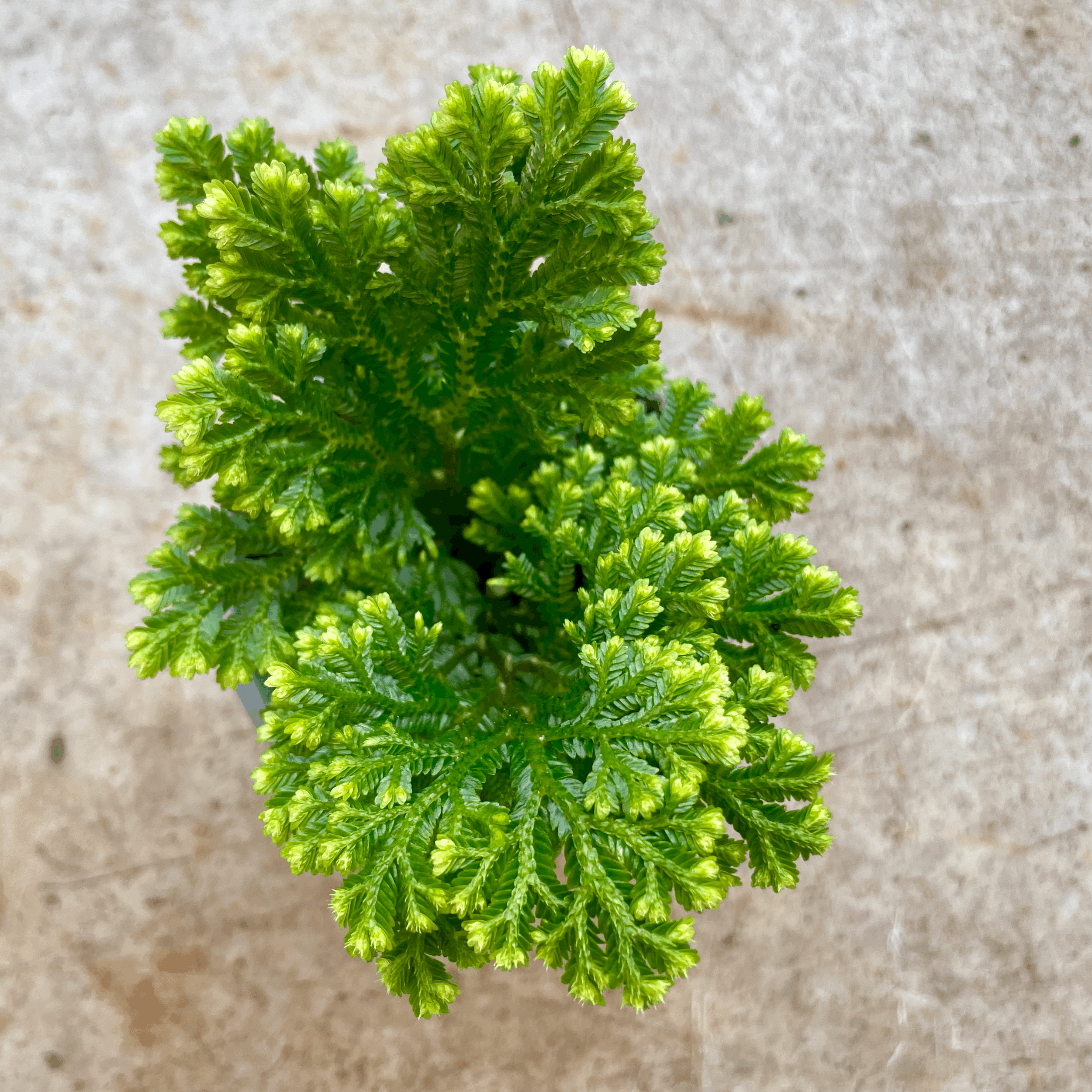 Selaginella martensii &