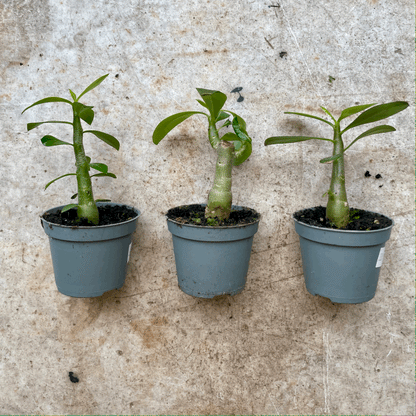 Adenium obesum &