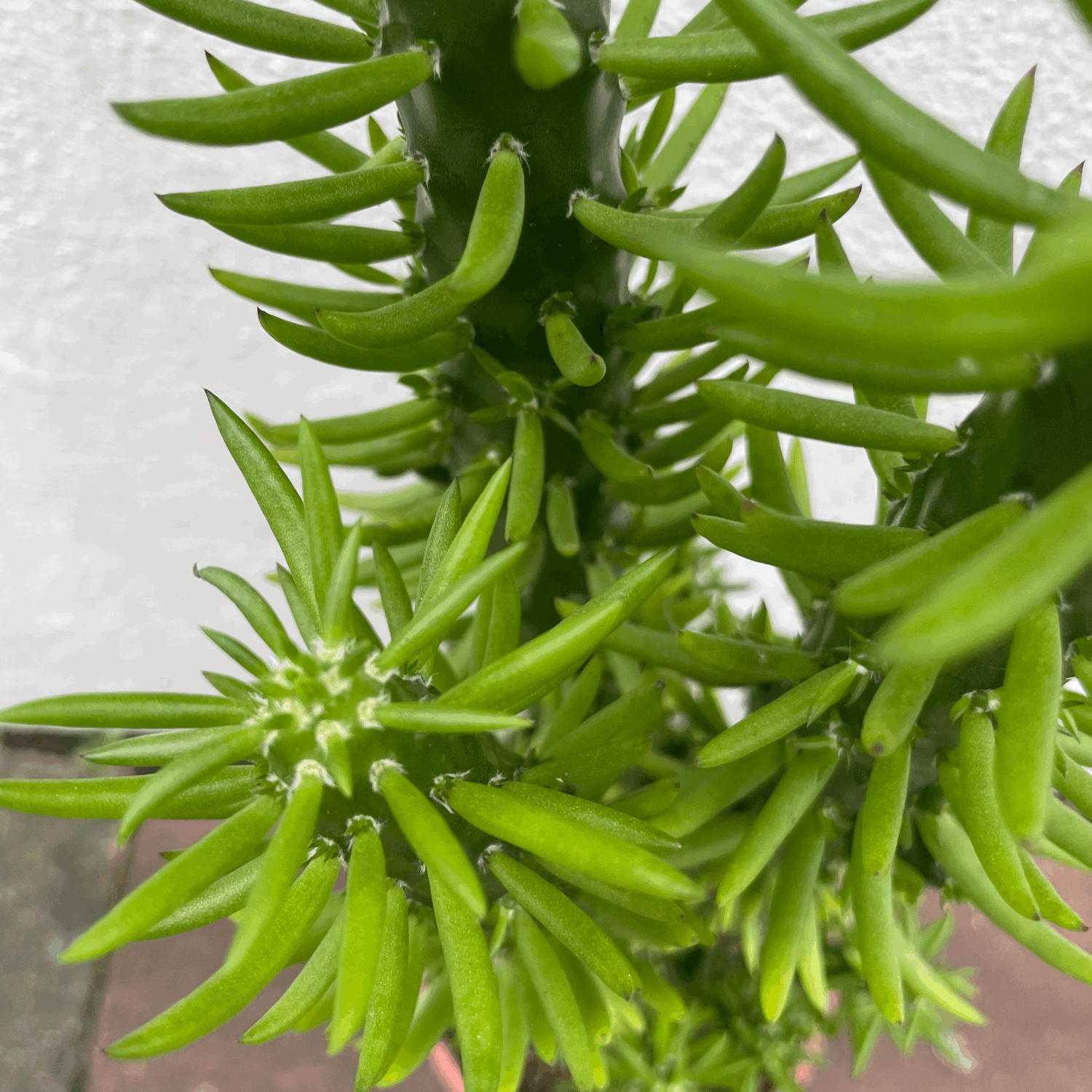 Austrocylindropuntia syn. Opuntia subulata (Eves Pin Cactus)