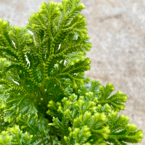 Selaginella martensii &