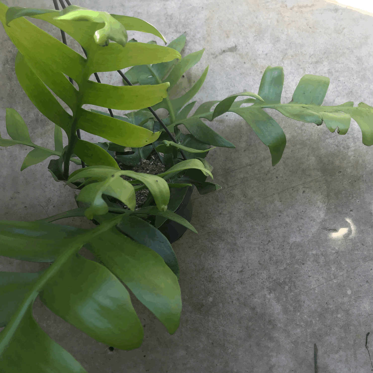 Epiphyllum chrysocardium (Fern leaf cactus)