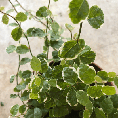 Ficus pumila &