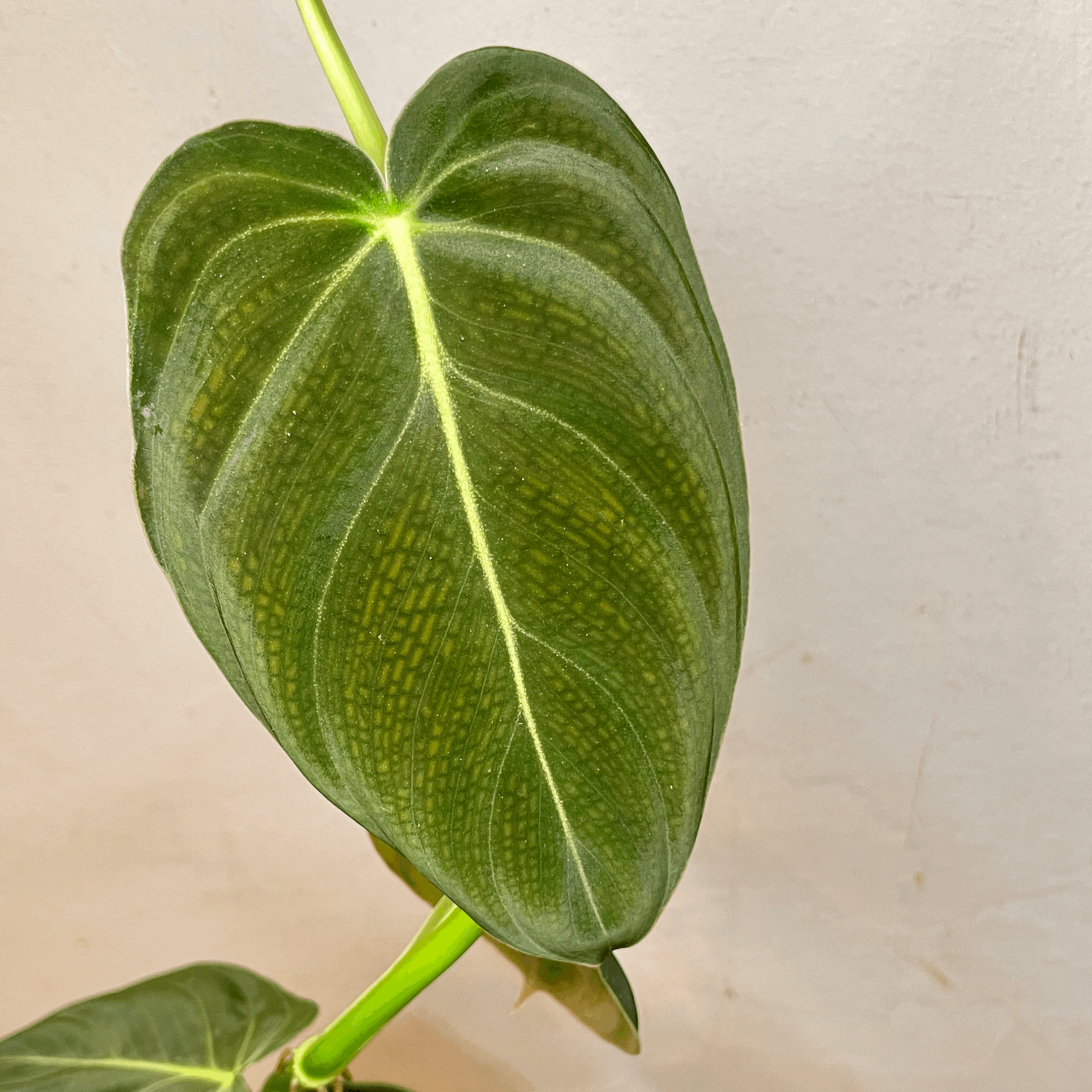 Philodendron melanochrysum (Black-gold Philodendron)