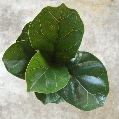 Ficus lyrata &