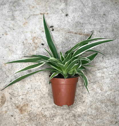 Chlorophytum comosum &