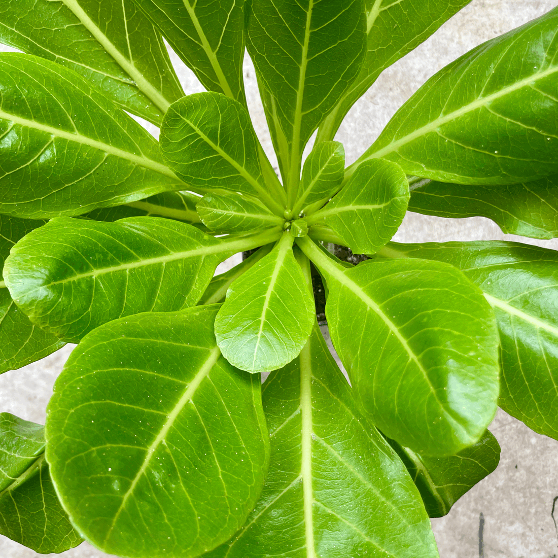 Brighamia insignis (Hawaiian palm / Lettuce on a Stick)