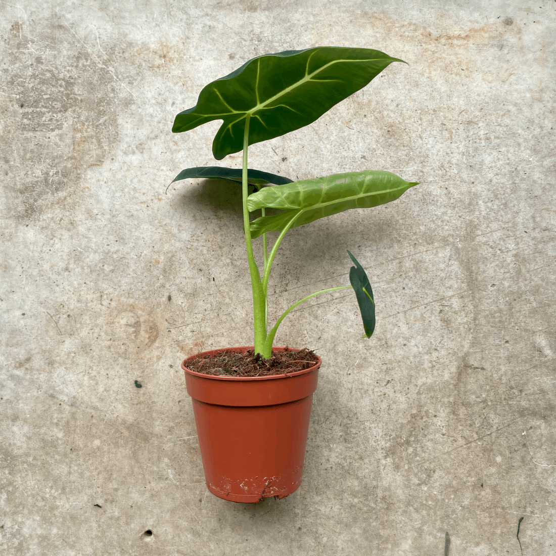 Alocasia micholitziana &