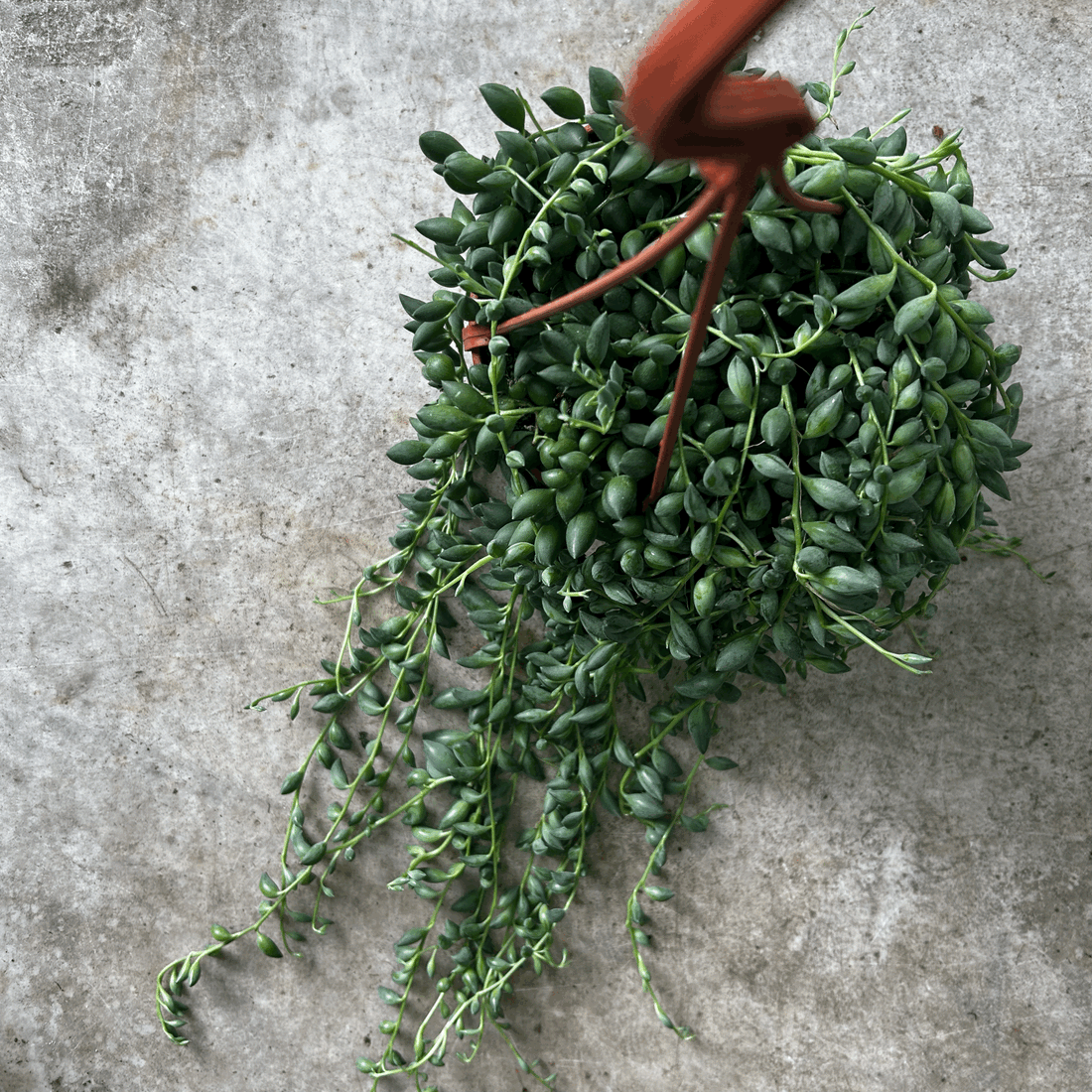 Curio herreianus syn. Senecio herreianus (String of pearls/ Succulent) in hanging pot