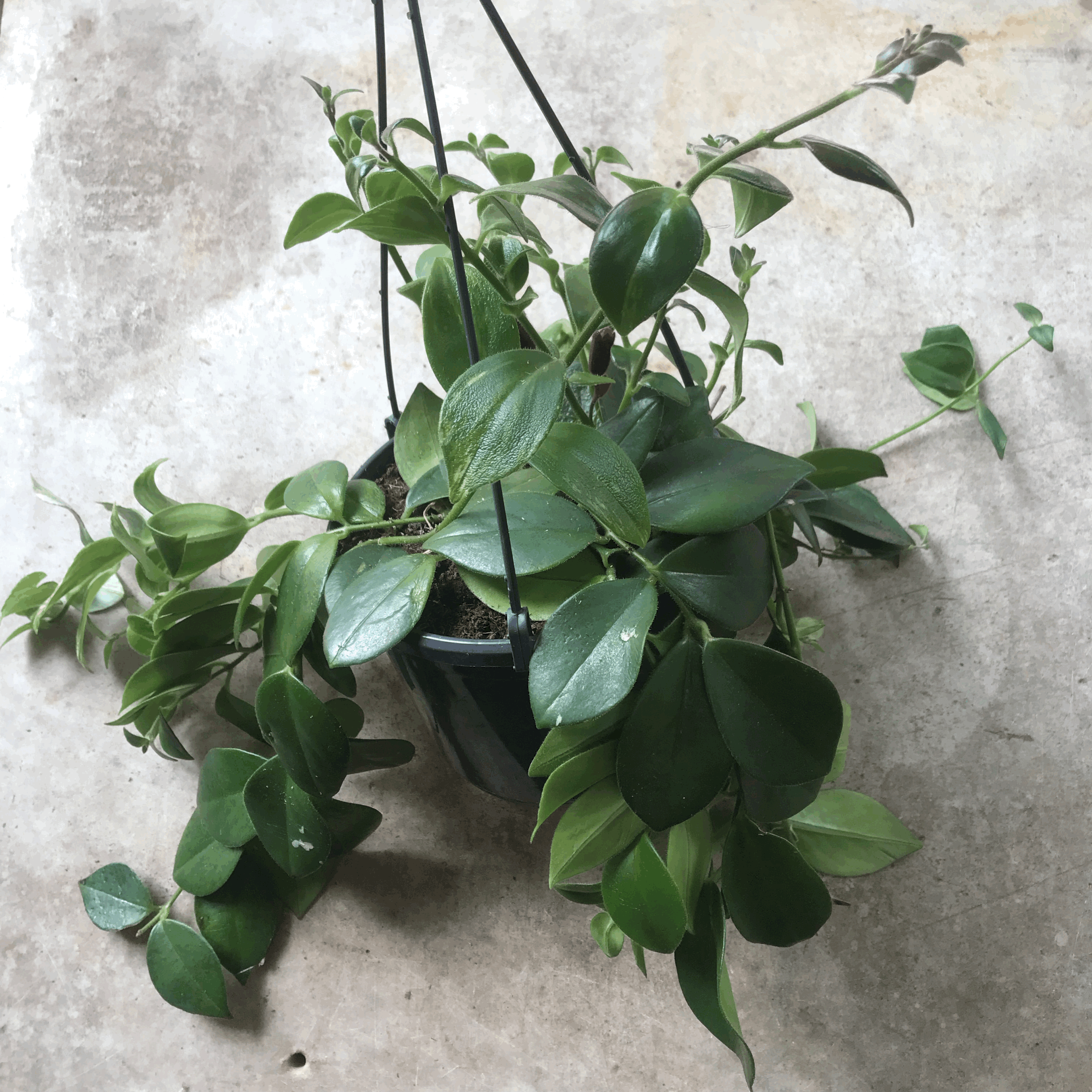 Aeschynanthus &